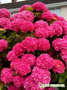 Гортензия крупнолистная Сибилла / Мася ЗКС