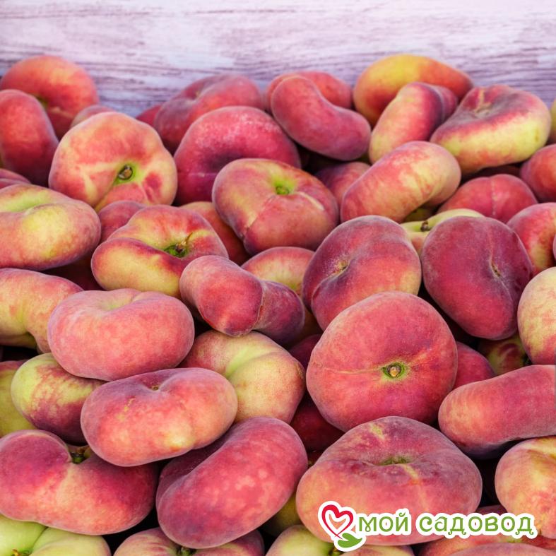 Персик Инжирный (-30°)