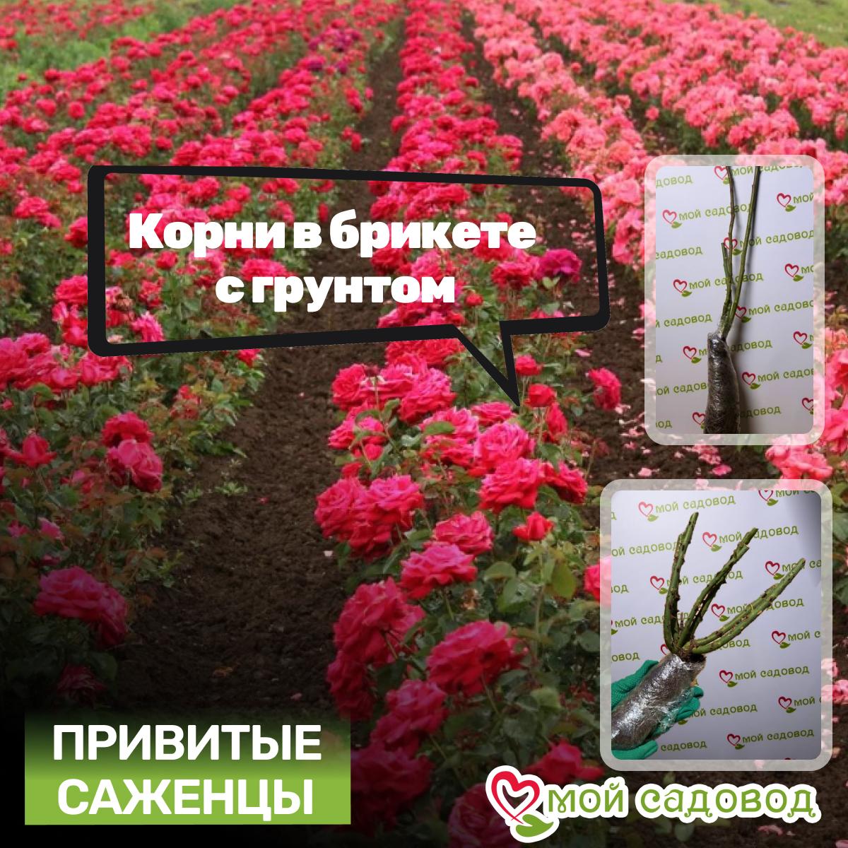 Роза Мильва